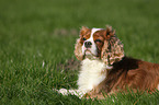 lying Cavalier King Charles Spaniel