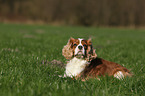 lying Cavalier King Charles Spaniel
