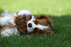 2 Cavalier King Charles Spaniel