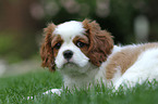 Cavalier King Charles Spaniel Puppy
