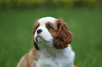Cavalier King Charles Spaniel Puppy