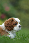 Cavalier King Charles Spaniel Puppy