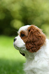 Cavalier King Charles Spaniel Puppy