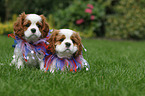 Cavalier King Charles Spaniel Puppies