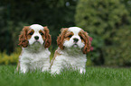 Cavalier King Charles Spaniel Puppies