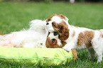 Cavalier King Charles Spaniel Puppies