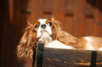 Cavalier King Charles Spaniel