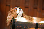 Cavalier King Charles Spaniel