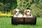 Cavalier King Charles Spaniel Puppies