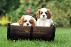 Cavalier King Charles Spaniel Puppies
