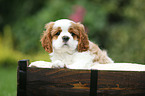 Cavalier King Charles Spaniel Puppy