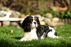 lying Cavalier King Charles Spaniel