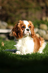 lying Cavalier King Charles Spaniel