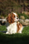 lying Cavalier King Charles Spaniel