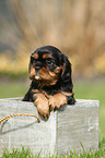 Cavalier King Charles Spaniel Puppy