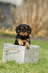 Cavalier King Charles Spaniel Puppy