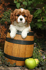 Cavalier King Charles Spaniel in wine barrel