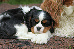 sleeping Cavalier King Charles Spaniel puppy