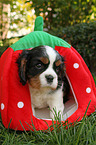 Cavalier King Charles Spaniel puppy