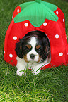 Cavalier King Charles Spaniel puppy