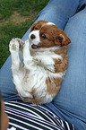 Cavalier King Charles Spaniel on lap
