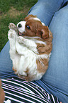 Cavalier King Charles Spaniel on lap