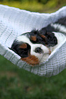 sleeping Cavalier King Charles Spaniel puppy