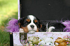 sleeping Cavalier King Charles Spaniel puppy