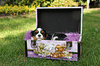 sleeping Cavalier King Charles Spaniel puppy