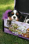 sleeping Cavalier King Charles Spaniel puppy