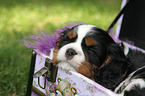 sleeping Cavalier King Charles Spaniel puppy