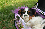 sleeping Cavalier King Charles Spaniel puppy