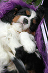 sleeping Cavalier King Charles Spaniel puppy