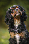 Cavalier King Charles Spaniel Portrait
