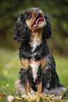 sitting Cavalier King Charles Spaniel