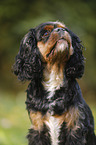 Cavalier King Charles Spaniel Portrait