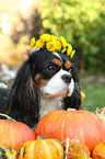 Cavalier King Charles Spaniel Portrait