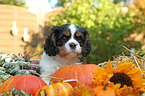 Cavalier King Charles Spaniel Puppy