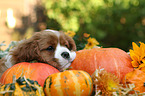 Cavalier King Charles Spaniel Puppy