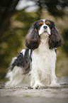 Cavalier King Charles Spaniel
