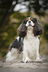 Cavalier King Charles Spaniel