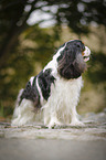 Cavalier King Charles Spaniel