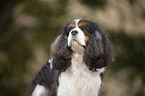 Cavalier King Charles Spaniel Portrait