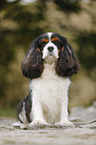 sitting Cavalier King Charles Spaniel
