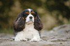 lying Cavalier King Charles Spaniel