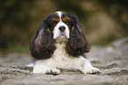 lying Cavalier King Charles Spaniel