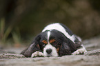 lying Cavalier King Charles Spaniel