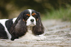 lying Cavalier King Charles Spaniel