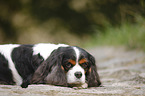 lying Cavalier King Charles Spaniel