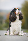 sitting Cavalier King Charles Spaniel